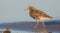 Philomachus pugnax / Calidris pugnax - Ruff