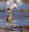 Philomachus pugnax / Calidris pugnax - Ruff