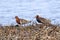 Philomachus pugnax. Ruff males on the shore of a lake in northern Russia