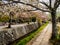 Philosopher\'s path, Kyoto, Japan 1