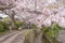 Philosopher`s Walk with sakura cherry blossom