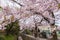 Philosopher`s Walk with sakura cherry blossom in the Springtim