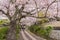 Philosopher`s Walk with sakura cherry blossom in the Springtim
