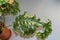 Phlebosia Nicolas Diamond fern leaf