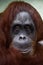 Phlegmatic sad face orangutan