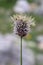 Phleum alpinum - Wild plant shot in summer.