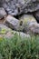 Phleum alpinum - Wild plant shot in summer.