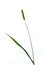 Phleum isolated on a white background.