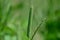 Phleum pratense, the color of the grass flowers is green with a little purple