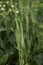 Phleum pratense grass in bloom