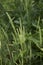 Phleum pratense grass in bloom