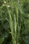 Phleum pratense grass in bloom