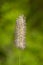 Phleum pratense - Timothy Grass in Bloom