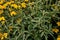 Phlomis fruticosa, the Jerusalem sage, is a species of flowering plant in the sage family Lamiaceae, native to Albania, Cyprus,