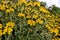 Phlomis fruticosa, the Jerusalem sage, is a species of flowering plant in the sage family Lamiaceae, native to Albania, Cyprus,