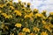 Phlomis fruticosa, the Jerusalem sage, is a species of flowering plant in the sage family Lamiaceae, native to Albania, Cyprus,