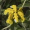 Phlomis fruticosa (Jerusalem sage) yellow flower