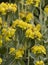 Phlomis fruticosa (Jerusalem sage) yellow flower