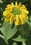Phlomis fruticosa (Jerusalem sage) yellow flower