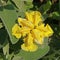 Phlomis fruticosa (Jerusalem sage) yellow flower