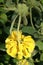 Phlomis fruticosa (Jerusalem sage) yellow flower