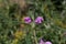 Phlomis herba venti - wild plant