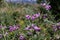 Phlomis herba venti - wild plant