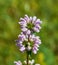 Phlomis pungens