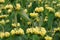 Phlomis russeliana - Fire herb and is related to the Lamiaceae
