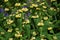 Phlomis Russeliana plant growing in the garden.