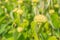 Phlomis Russelliana plants with flowers.