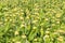 Phlomis Russelliana plants with flowers.