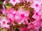 Phlox \'Becky Twe\'