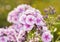 Phlox blooms back lit by evening sun