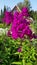 Phlox, bright fuchsia flowers sway in the wind. Vertical close-up video.