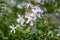 Phlox divaricata with blue lavender flowers