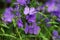 Phlox divaricata Blue Moon blossom close up