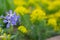 Phlox divaricata. Blue spring flowers