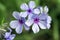 Phlox divaricata chattahoochee violet purple flowers, ornamental wild plant in bloom