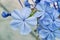 Phlox divaricata, decorative shrub with blue blooming blossoms