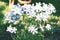 Phlox divaricata flowers