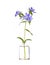 Phlox divaricata wild blue phlox or woodland phlox in a glass vessel on a white background
