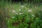 Phlox divaricata, the wild blue phlox, woodland phlox, or wild sweet william, is a species of flowering plant. Berlin, Germany