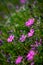 Phlox douglasii, common name tufted phlox or Columbia phlox