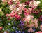 Phlox drummonda mix colored in focus on the flowerbed.