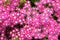 Phlox drummondii in garden. Annual Phlox. Double colored flowers Twinkle Star.