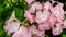 Phlox drummondii pink tender flower annual
