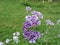 Phlox drummondii Sugar Stars . Types of flowers that bloom with a confection of purple-blue and white clustered blooms
