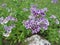 Phlox drummondii Sugar Stars . Types of flowers that bloom with a confection of purple-blue and white clustered blooms