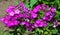 Phlox flame; They are found mostly in North America one in Siberia in a diverse habitats from woodland and prairie. Some flower in